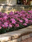 Dianthus Jolt Pink Magic Seed - 100 Pelleted Seed
