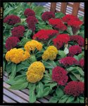Celosia Armor Mix Seed - 1000 Raw Seed
