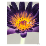 Water Lilly Art Print - A4