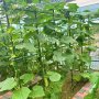 10PCS Green Plant Vegetable Rattan Rack Gardening Support Rattan Bracket Rod Plant Fixed Rack Tomato Cucumber Rattan Rack Grape Rack Yard Planting Yard