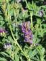 Lucerne Aurora Seed - 1 Kg Raw Seed