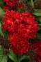 Pentas Lucky Star F1 Dark Red Seed - 10 Pelleted Seed