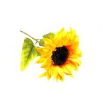 Sunflower Smile