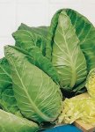 Cabbage Cape Spitz Seed - 5 G Raw Seed