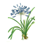 Agapanthus Art Print