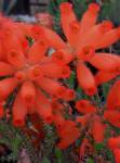 Erica Cerinthoides 15CM Pot