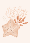 Star Fish: Canvas Print - 600MM X 600MM