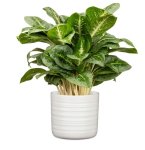 Scheurich Ceramic Plant Pot Soft Wool 14CM