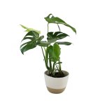 Delicious Monster - In Jute Mia Melange Planter