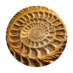 Fossil Round Tablecloth