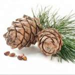 Cedarwood Essential Oil 20ML