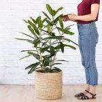 Treasure Tree - 24CM Nursery Pot