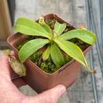 Tropical Pitcher Nepenthes X Hookeriana