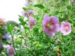 Anisodontea Scabrosa 10LT Ball