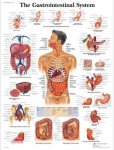 Gastrointestinal System Chart VR1422