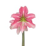 Amaryllis Symphony Single – Phoenix Bulb