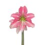 Amaryllis Symphony Single – Phoenix Bulb