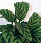 Calathea Louisae Freddy Seedlings - 3 Plug Plants