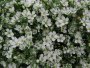 Gypsophila Gypsy White Seed - 1000 Multipelleted Seed