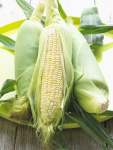 Sweetcorn Stowells Evergreen Seed - 200 G Raw Seed