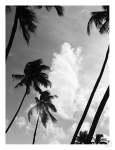 Coco Island 2 Art Print - A2