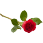 Single Red Rose