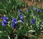 Bearded Iris Blueberry Bliss