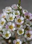 Geraldton Wax ‘morning Delight’ 15CM Pot