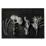 Monochrome Pins 5 Art Print - A1 No Frame Print Only