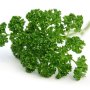 Parsley 'curly Moss' 6 Pack