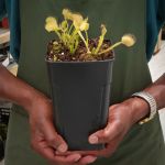 Venus Fly Trap 'pans Goddess' - 3 Years Or Older. 12CM Plastic Container.