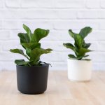 Fiddle Leaf Fig - Bambino - In Matt White Ceramic Planter