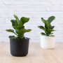 Fiddle Leaf Fig - Bambino - In Matt White Ceramic Planter