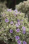 Solanum Rantonnetii Variegated 10LT Ball