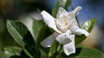 Click & Plant Online Nursery