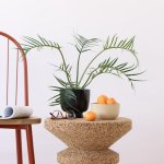 Philodendron - Tortum - In 13CM Black Shing Plinth Planter
