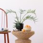 Philodendron - Tortum - In 13CM Black Shing Plinth Planter