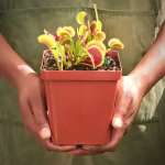 Venus Fly Trap 'jaws' - Dormant Plant. 12CM Plastic Container.