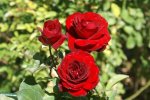 Red Pixie Rose 5LT