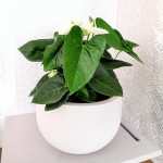 Rustic Round Japi Planter White - Large