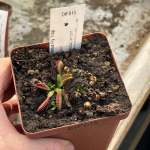 Venus Fly Trap 'arpc.' Special Import - Dormant Plant. 7.5CM Plastic Container.