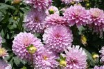 Dahlia Terrace – “rumba” Bulbs