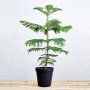 Norfolk Island Pine - Large - 25CM Nursery Pot