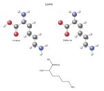 Lysine