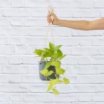 Pothos - Neon - In Matt Grey Hanging Planter