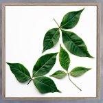 Leaves Square 1 Art Print - 30 X 30CM Framed Canvas With Natural Wood Frame
