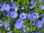 Plumbago Auriculata Blue 10LT