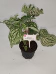 Caladium Bicolor ‘good Luck’ 14CM Pot