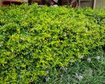 Abelia Francis Mason 17CM Pot