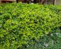 Abelia Francis Mason 17CM Pot